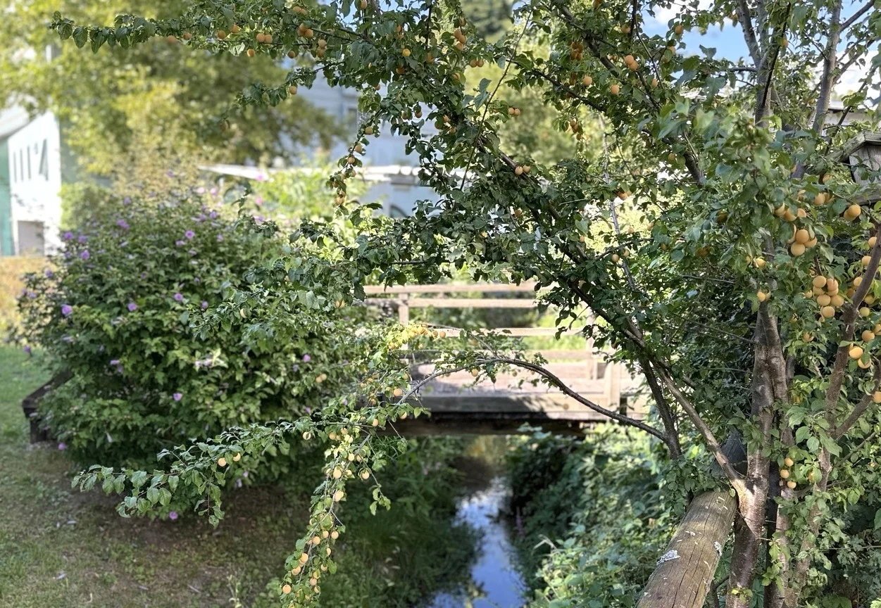 Naturnaher Wasserlauf in der Anlage